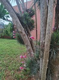 Image result for Agelanthus fuellebornii