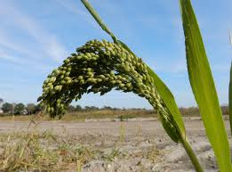Image result for Panicum miliaceum