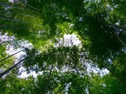 Résultat de recherche d'images pour "Eishō-ji"