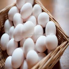 Check spelling or type a new query. Baru Baru Ini Menghasilkan Telur Ayam Putih Segar Telur Ayam Coklat Segar Buy Segar Pertanian Telur Ayam Harga Telur Ayam Putih Telur Dijual Product On Alibaba Com