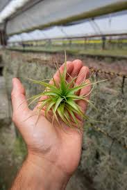 Image result for Brachychloa