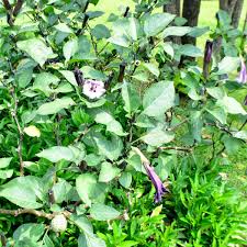 Image result for durman obecný plod