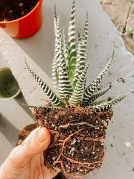 Contrary to what you might think, cacti do need watering in spring and summer. Repotting Season Plant Care 101 From Jennifer Ann