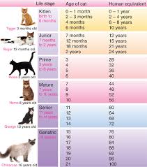 Kitten Size Chart By Month Bedowntowndaytona Com