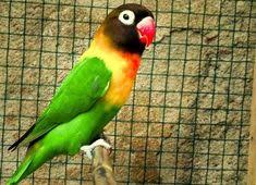 Berikut kami hadirkan beragam jenis makanan burung lovebird. 47 Gambar Burung Lb Josan Terupdate Burung Jalak