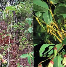 Image result for Xylopia lukei