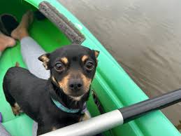 Lost in the Mountain Brook/ Cahaba Heights area. Please call 205-218-6962  if you see him.