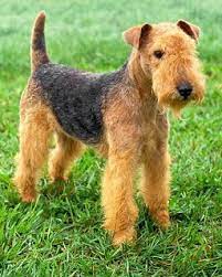 Crowdsourcing A Puppy April 2011 Terrier Dog Breeds Lakeland Terrier Terrier Dogs