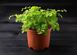 Image result for Adiantum capillus-veneris