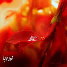 خلفيات تويتر طبيعية حلوة صور قطرات الندى لتويتر اجمل الصور على تويتر 215 dew drops