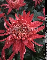 pin by jia ruichao on flowers florals plants