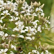 Cleome Senorita Flower Plant Collection From Mr Fothergills Seeds And Plants