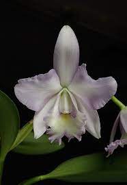 Angelic Canopy Orchid Essence Orchids Flower Essences Orchid Flower