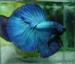 Here are some things you should consider when taking betta fish are always in search of their next meal in the wild. Betta Care 101 Food