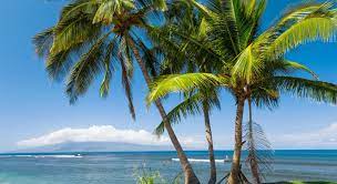 Check out this fantastic collection of hawaii wallpapers, with 65 hawaii background images for your desktop, phone or tablet. Download 1980x1080 Hawaii Palms Ocean Clouds Wallpapers Wallpapermaiden