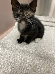 Mchs stands for merced county humane societymerced county 2222 m street merced ca 95340 phonemerced county animal shelter new beginnings is overwhelmed with pet medical cases and is in dire need of donations. Merced County Animal Shelter Overwhelmed With Pet Medical Cases Needs Support Kmph