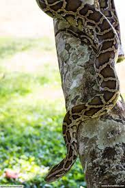 Boa Constrictor Facts For Kids Adults Info Pictures Video Rainforest Animals List Rainforest Animals For Kids Rainforest Animals