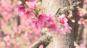 Almonds were introduced to the central valley of california in the 1840s where they thrived in the mild, wet winters. Trees In The Central Valley S Orchards Are Blooming But Watch For Allergens Yourcentralvalley Com