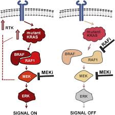 Image result for MEK Inhibitor