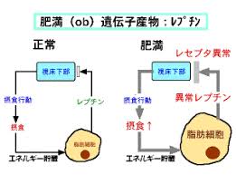 「肥満」の画像検索結果