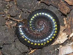Myriapodes De Martinique