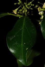 Image result for Psydrax locuples