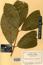 Image result for Landolphia foretiana