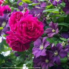 We did not find results for: Duo Velours Duo De Rosier Et De Clematite Purple Clematis Climbing Roses Clematis