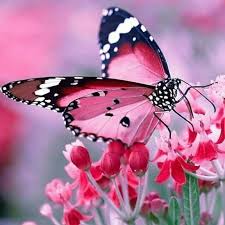 We did not find results for: Caterpillar To Butterfly The Story Of A Transgender Female Home Facebook