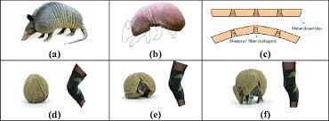 Armadillo Animal Information - Mammal With A Shell!