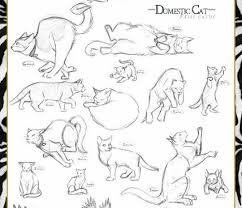 Cat Drawing Croquis Animaux Dessin Chat Croquis