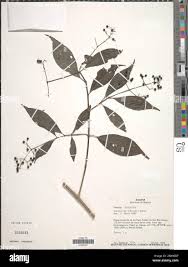 Image result for Psychotria linearisepala