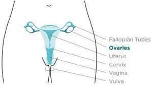 11 mariotto ab, yabroff kr, shao y, feuer ej, brown ml. World Ovarian Cancer Day 2020 Date History And Significance Raising Funds And Making Research A Priority To Beat This Deadly Cancerpriority To Beat This Deadly Cancer Latestly