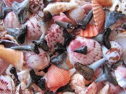 Top Ten Florida Beaches For Seashells Best Beach In Florida Florida Beaches Honeymoon Island