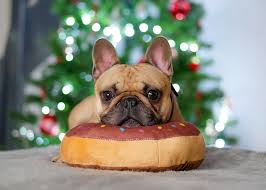 Use the search tool french bulldogs are descendants of the now extinct bullenbeisser. 21 French Bulldog Christmas Gifts Your Closest Frenchie Friend Will Love
