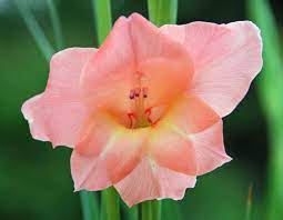 263 Gladiolus Flower In Full Bloom At Our Home In Sainikpuri Secunderabad India Explore Gladiolus Flower Flowers Gladiolus