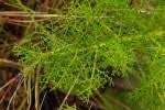 Image result for Afrosciadium nyassicum