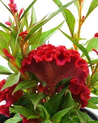 Image result for Celosia