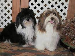 Browse thru our id verified puppy for sale listings to find your female puppies are akc registered! Gorgeous Havanese Puppies Due In August And October For Sale In Calhan Colorado Classified Americanlisted Com