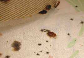 Check spelling or type a new query. Forget Bedbugs These Bugs Are More Common And More Harmful Marketwatch