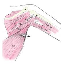 Rotator cuff disorders are one of the most common causes of shoulder pain. The Topographic Anatomy Of The Muscles In The Dorsal Aspect Of The Download Scientific Diagram