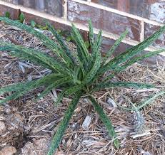 Image result for Ledebouria Unidentified sp. no6.