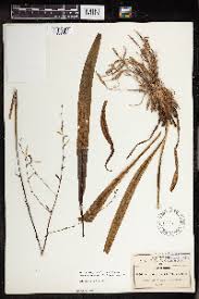 Image result for Eriospermum andongense