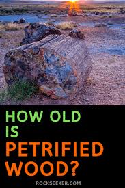 How Old Is Petrified Wood An Answer With Examples Rock Seeker Fossilized Wood Petrified Wood Old Things
