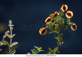 Image result for Combretum hereroense