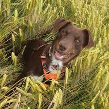 Current matches filter results (19). Aussiedor Is The Australian Shepherd Lab Mix Right For You K9 Web