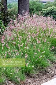 Image result for Melinis nerviglumis