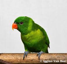Trichoglossus Weberi Weber S Lorikeet Leaf Lorikeet Or Flores Lorikeet Beautiful Birds Breeds Animals