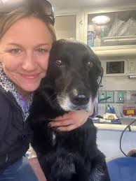 Here's a few of our chiropractic and BEMER patients! If you didn't know,  Dr. Danielle is getting trained in animal chiropractic for horses, dogs and  cats! The animals are loving it so