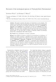 Image result for Triplophyllum